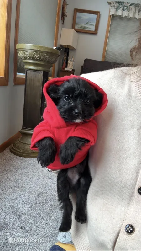 Frankie, a male Yorkipoo for sale in Fenton, MI – Photo 1 of 9