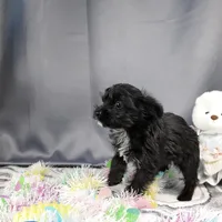 Frankie, a male Yorkipoo and Yorkshire Terrier for sale in Fenton, MI – Photo 4 of 7