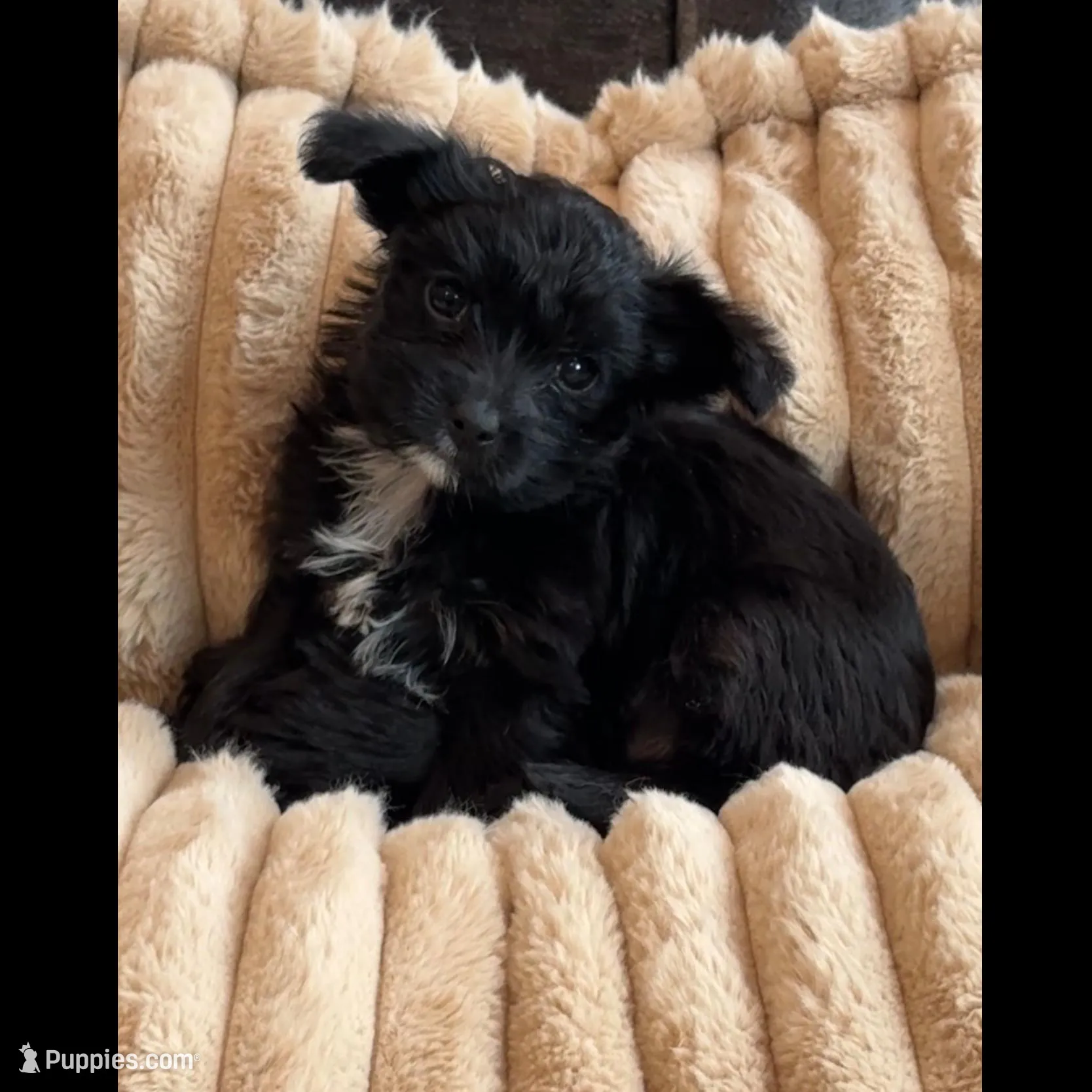 Frankie, a male Yorkipoo for sale in Fenton, MI – Photo 6 of 9