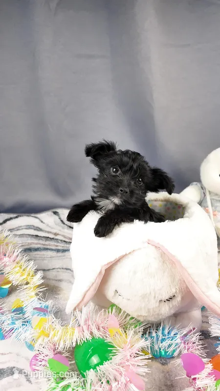 Frankie – Yorkipoo, Yorkshire Terrier puppy for sale in Fenton, MI