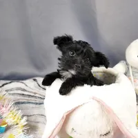 Frankie, a male Yorkipoo and Yorkshire Terrier for sale in Fenton, MI – Photo 5 of 7