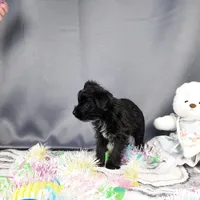 Frankie, a male Yorkipoo and Yorkshire Terrier for sale in Fenton, MI – Photo 3 of 7