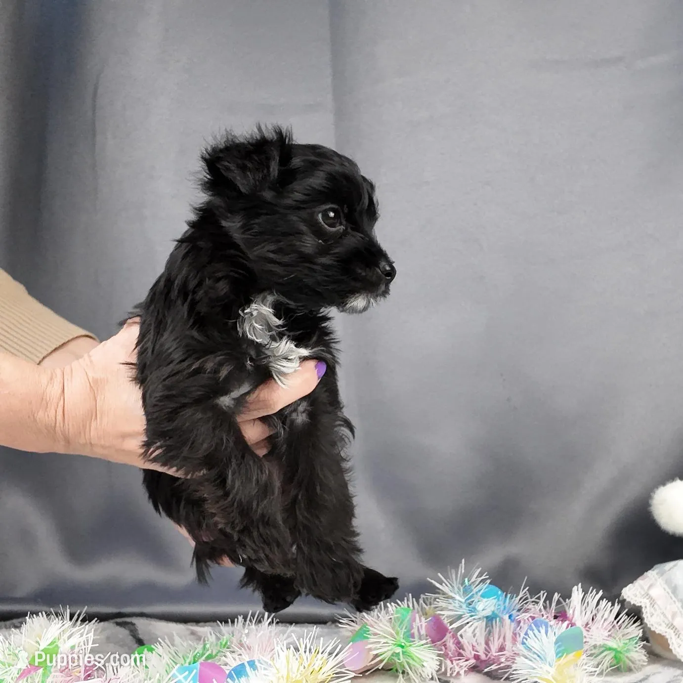 Frankie, a male Yorkipoo and Yorkshire Terrier for sale in Fenton, MI – Photo 6 of 7