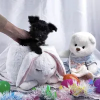 Frankie, a male Yorkipoo and Yorkshire Terrier for sale in Fenton, MI – Photo 2 of 7