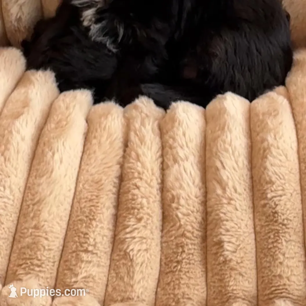 Frankie, a male Yorkipoo for sale in Fenton, MI – Photo 9 of 9