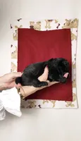 Cooper, a male Yorkipoo for sale in Fenton, MI – 3 of 3