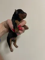 Cassie, a female Yorkipoo for sale in Fenton, MI – Photo 2 of 5