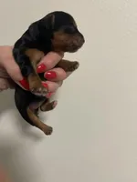 Cassie, a female Yorkipoo for sale in Fenton, MI – Photo 3 of 5