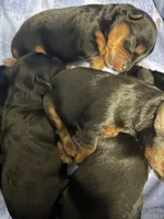 Cassie, a female Yorkipoo for sale in Fenton, MI – Photo 5 of 5