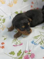 Beau, a male Yorkipoo and Yorkshire Terrier for sale in Fenton, MI – Photo 2 of 2