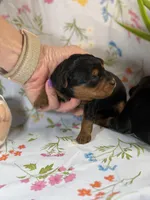 Beau, a male Yorkipoo and Yorkshire Terrier for sale in Fenton, MI – Photo 1 of 2