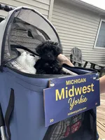 Mitzi, a female Yorkshire Terrier and Poodle - Toy  for sale in Fenton, MI – Photo 3 of 10