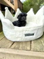 Mitzi, a female Yorkshire Terrier and Poodle - Toy  for sale in Fenton, MI – Photo 2 of 10