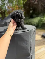 Mitzi, a female Yorkshire Terrier and Poodle - Toy  for sale in Fenton, MI – Photo 9 of 10