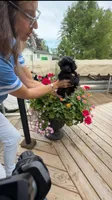 Mitzi, a female Yorkshire Terrier and Poodle - Toy  for sale in Fenton, MI – Photo 5 of 10