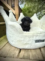 Mitzi, a female Yorkshire Terrier and Poodle - Toy  for sale in Fenton, MI – Photo 10 of 10