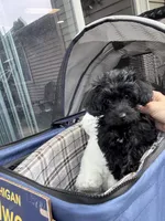 Mitzi, a female Yorkshire Terrier and Poodle - Toy  for sale in Fenton, MI – Photo 6 of 10