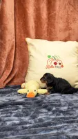 Manni , a male Yorkipoo for sale in Fenton, MI – 2 of 10