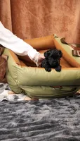 Junie, a female Yorkshire Terrier and Poodle - Toy  for sale in Fenton, MI – 2 of 8
