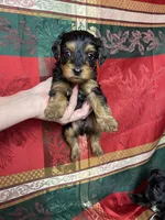 Huck, a male Yorkshire Terrier and Poodle - Toy  for sale in Fenton, MI – Photo 1 of 3