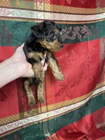 Huck, a male Yorkshire Terrier and Poodle - Toy  for sale in Fenton, MI – Photo 3 of 3