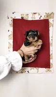 Clark, a male Yorkshire Terrier and Poodle - Toy  for sale in Fenton, MI – 2 of 4