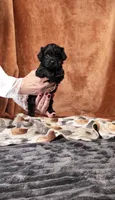 Junie, a female Yorkshire Terrier and Poodle - Toy  for sale in Fenton, MI – 3 of 8