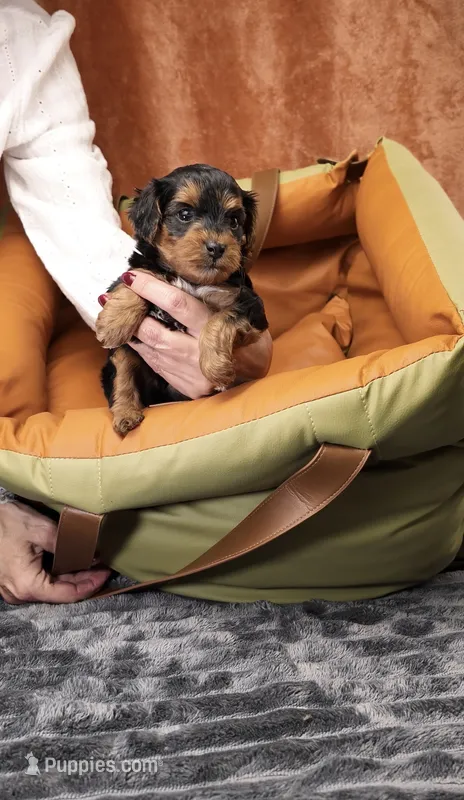 Jack – Yorkshire Terrier, Poodle - Toy  puppy for sale in Fenton, MI