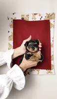Clark, a male Yorkshire Terrier and Poodle - Toy  for sale in Fenton, MI – 3 of 4