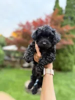 Midge, a female Yorkipoo for sale in Fenton, MI – Photo 4 of 10