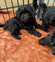 Midge, a female Yorkipoo for sale in Fenton, MI – Photo 1 of 10