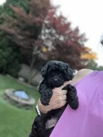 Midge, a female Yorkipoo for sale in Fenton, MI – Photo 6 of 10