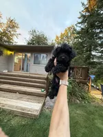 Midge, a female Yorkipoo for sale in Fenton, MI – Photo 8 of 10