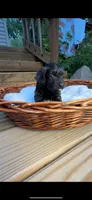 Midge, a female Yorkipoo for sale in Fenton, MI – Photo 2 of 10
