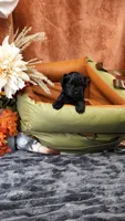 Junie, a female Yorkshire Terrier and Poodle - Toy  for sale in Fenton, MI – 7 of 8