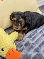 Manni , a male Yorkipoo for sale in Fenton, MI – 1 of 10