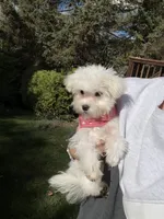 Daisy, a female Maltese for sale in Fenton, MI – Photo 2 of 6