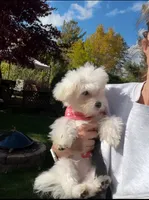 Daisy, a female Maltese for sale in Fenton, MI – Photo 4 of 6