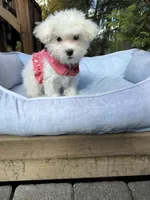 Daisy, a female Maltese for sale in Fenton, MI – Photo 3 of 6