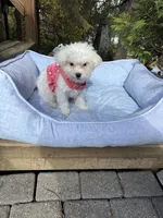 Daisy, a female Maltese for sale in Fenton, MI – Photo 6 of 6
