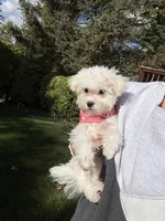 Daisy, a female Maltese for sale in Fenton, MI – Photo 5 of 6