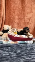 Manni , a male Yorkipoo for sale in Fenton, MI – 10 of 10