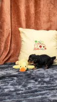 Manni , a male Yorkipoo for sale in Fenton, MI – 5 of 10