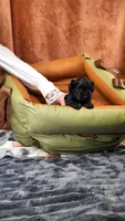 Junie, a female Yorkshire Terrier and Poodle - Toy  for sale in Fenton, MI – 8 of 8