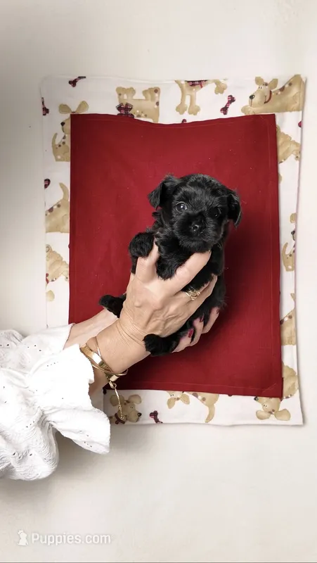 Cooper – Yorkshire Terrier, Poodle - Toy  puppy for sale in Fenton, MI