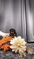 Manni , a male Yorkipoo for sale in Fenton, MI – 3 of 10