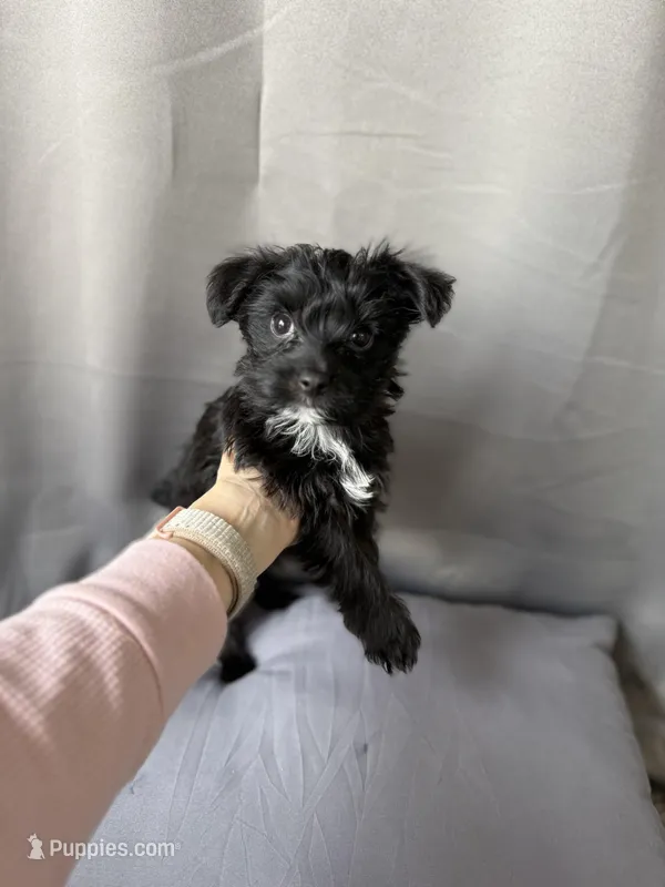Little Frankie – Poodle - Toy  puppy for sale in Fenton, MI