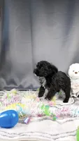 Little Frankie, a male Poodle - Toy  for sale in Fenton, MI – Photo 3 of 6