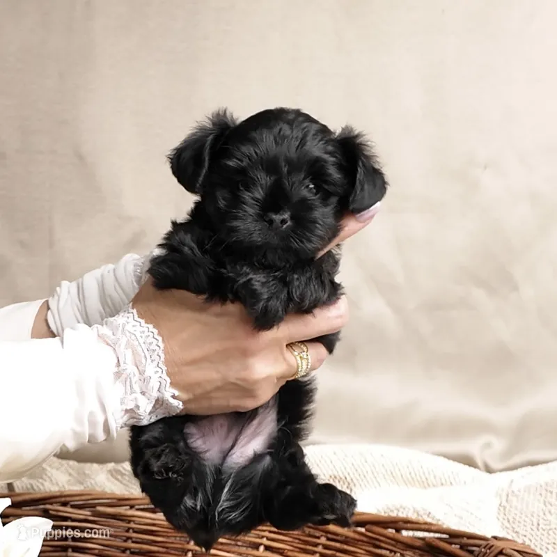 Bear – Yorkipoo puppy for sale in Fenton, MI
