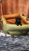 Junie, a female Yorkshire Terrier and Poodle - Toy  for sale in Fenton, MI – 5 of 8